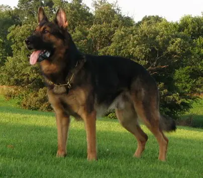 Tobi von den Wölfen