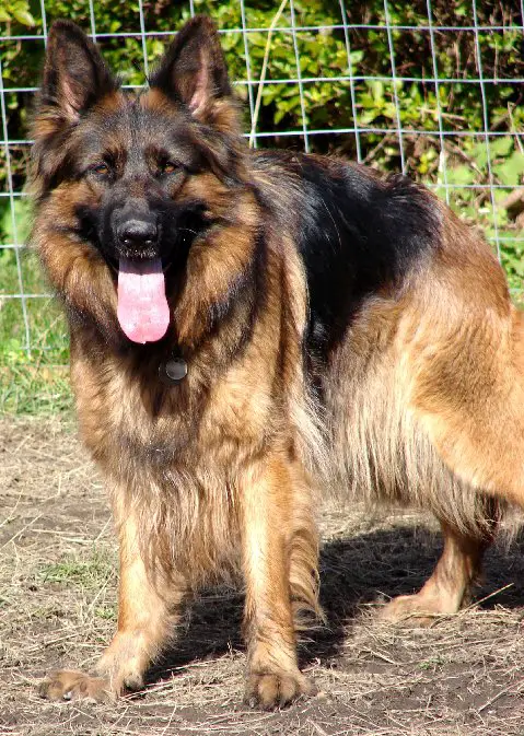 Videx Dieta at Kazeti