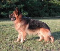 SG-2 Viernheimi Vallace