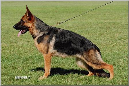 V Quincie vom Langenbungert