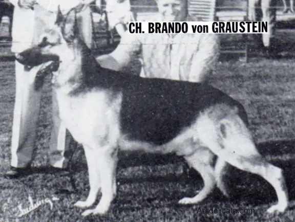 CH (US) Brando von Graustein