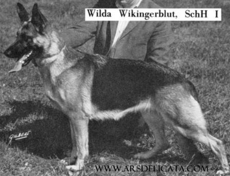 Wilda Wikingerblut