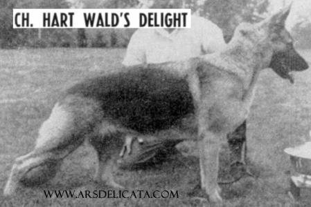 (USA) CH Hart Wald's Delight