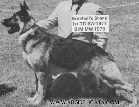 CH (US) Brimhall's Shane