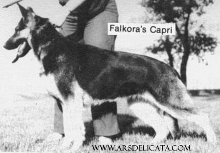 Falkora's Capri