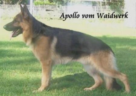 Apollo vom Waidwerk