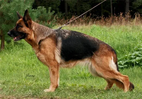 Tuci Gelezinis vilkas