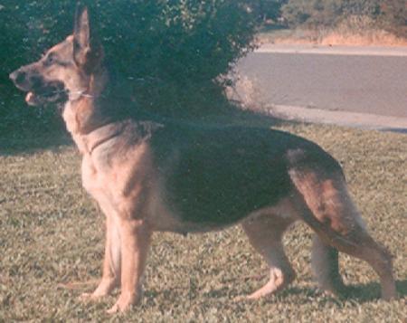 Alcina vom Stolzenhof