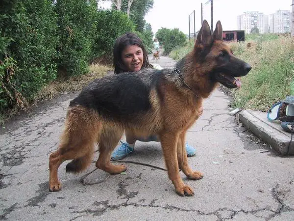 Gina Vom Hochstadter Wehr