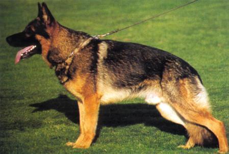 SG Santos vom Holzwinkel