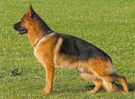 SG Jeffrey vom Fichtenschlag