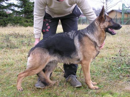 SG Venus aus Westsachsen