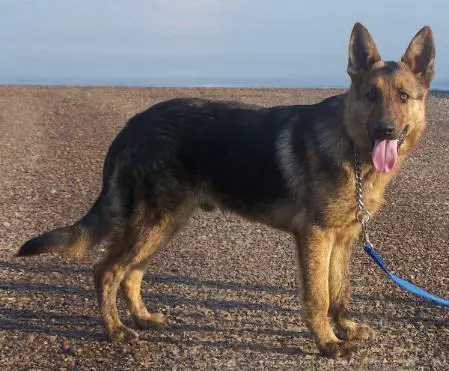 Konig Bondo Des Geistfeuer