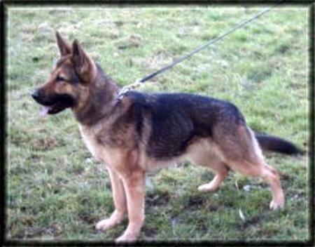 Face vom Smaragdwald