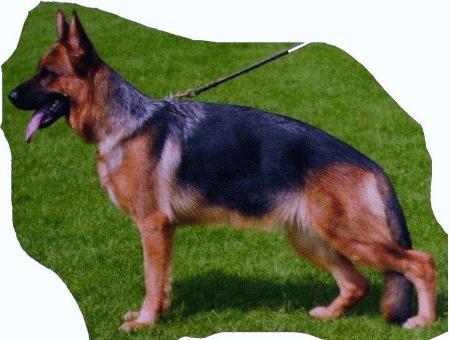 V,  (SG39 BSZS JKL 2005) Cara von der Orangerie