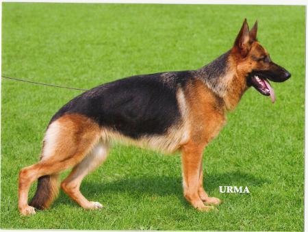 SG Bowy van de Hornerhei