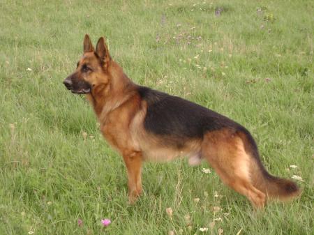 SG1(HU)SG3(RO) Xolan van Contra