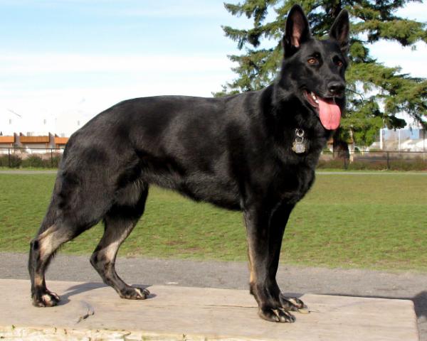 FreyjaWolf Vom Siegerhof