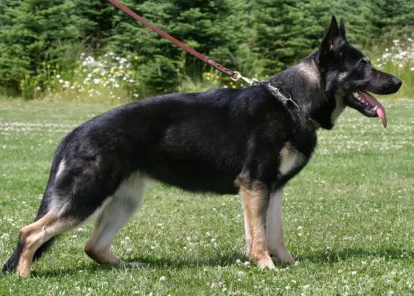 Queen vom Teufelsgrund