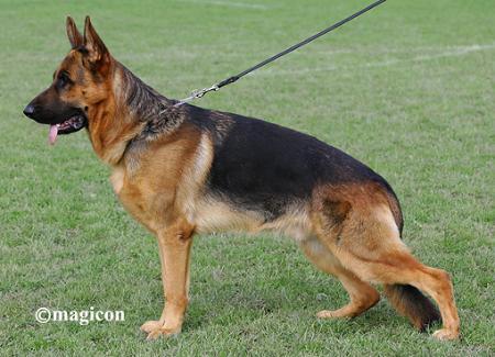 Aga-Khan Weisse Agram