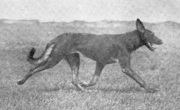 Krabbe von der Ützenburg