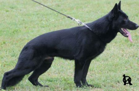 V FCI 2X, WUSV 2X Lord z Lipin (vice world champion)