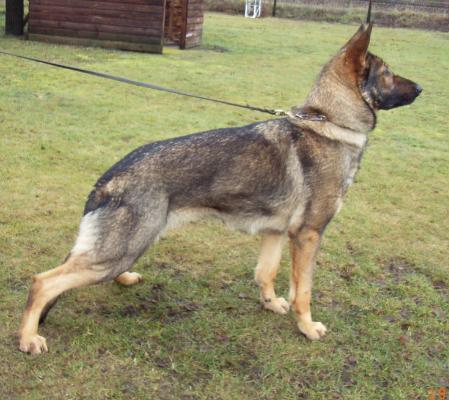 Dissy van Stiemen Ecke