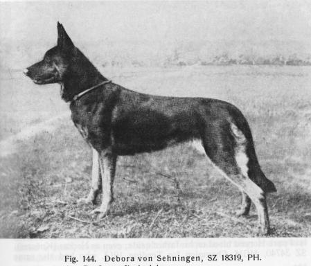 SV Leistungssiegerin 1912 Debora von Sehningen