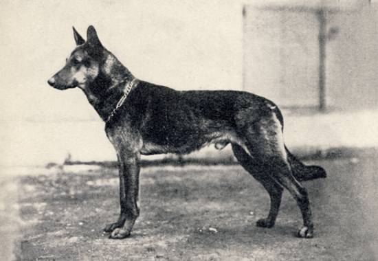 Gino von der Elfengrotte