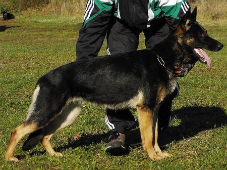 Bessy von Birgit`s Banausen