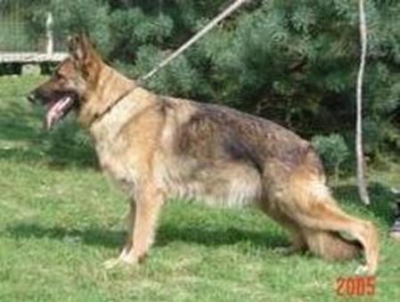 VA1 (PL) Czaga Aisman