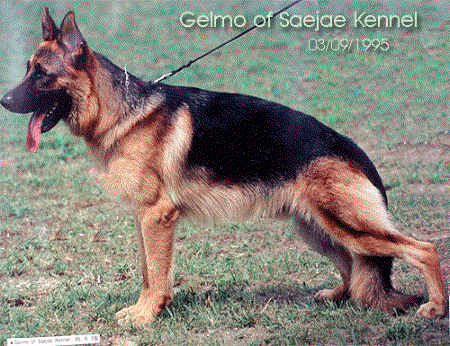 SG1(KOREA) Gelmo of Saejae Kennel