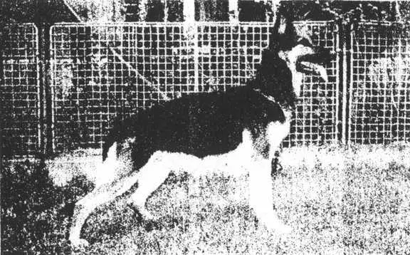 SG Chasi z Travnickova Dvora