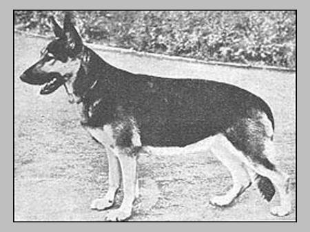 Cita von den Rixbecker Alpen