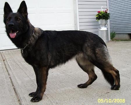 Naya von der haus Cimmerian