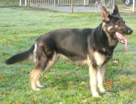 Alpha van Brandevoort