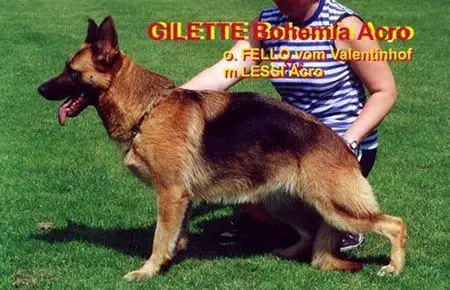 CH. Gilette Bohemia Acro