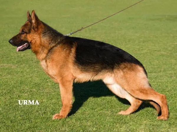 V Beathalandet Hector