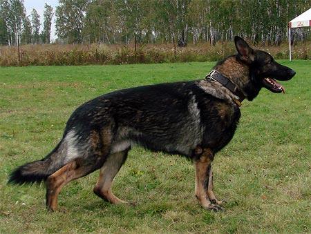 SG Homer von der Heidenschanze