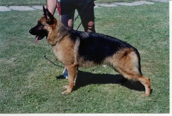 SG Linda della Marca Gioiosa