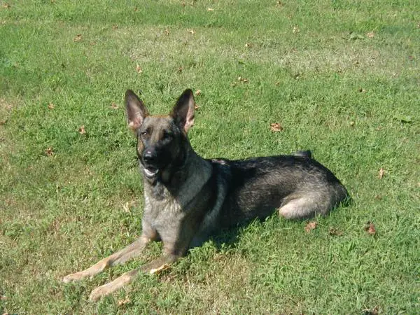 Farah vom Kandonckhof