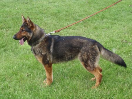 SG Bronxie Vom Grimorkie