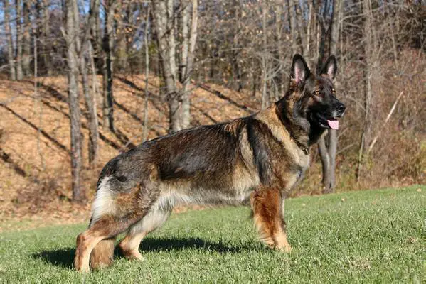 SG S'Eliana vom Kraftwerk