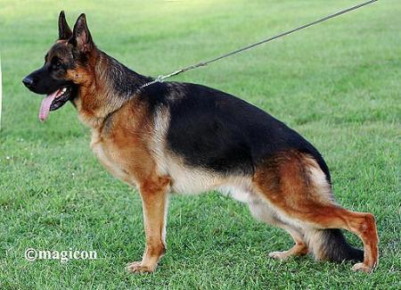 SG Dean vom Karlsfelder Hof