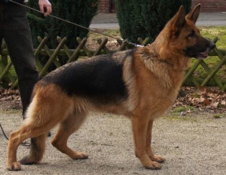 V Vantana vom Winnloh