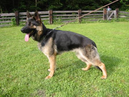 SG. Konny vom Gernkogel