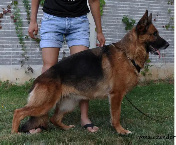 Lilit von Schwarzaugen