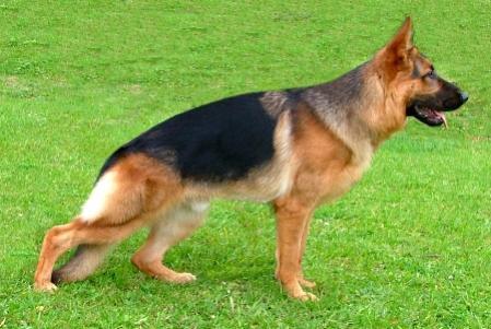 Kelvin vom Gleisenauer Schloß