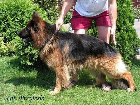 VA1 (PL) LSH Banko vom Farbenspiel