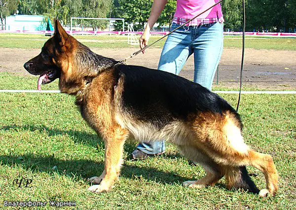 JCH RUS,CH RUS, V Vlaterfolg Jarmen